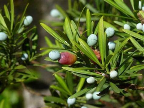 羅漢松開花|羅漢松會開花嗎？